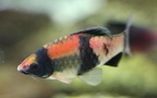 Klasse Actinopterygii (Cope, 1871)