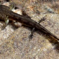 Salamandra salamandra salamandra -  1. Larvenfund 