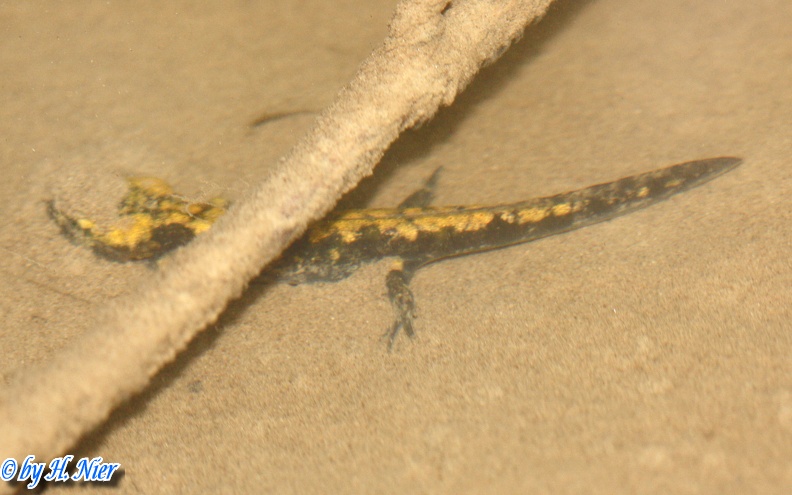 Salamandra salamandra salamandra -  2. Larvenfund 