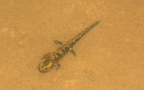 Salamandra salamandra salamandra -  2. Larvenfund 