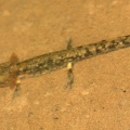 salamandra_salamandra-larve_2e.jpg