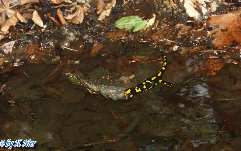 Salamandra salamandra salamandra - 10. Fund