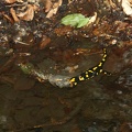 Salamandra salamandra salamandra - 10. Fund
