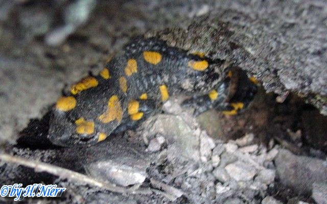 Salamandra salamandra salamandra -  3. Fund