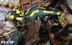 Salamandra salamandra salamandra -  4. Fund