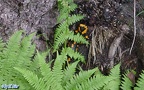 Salamandra salamandra salamandra -  7. Fund