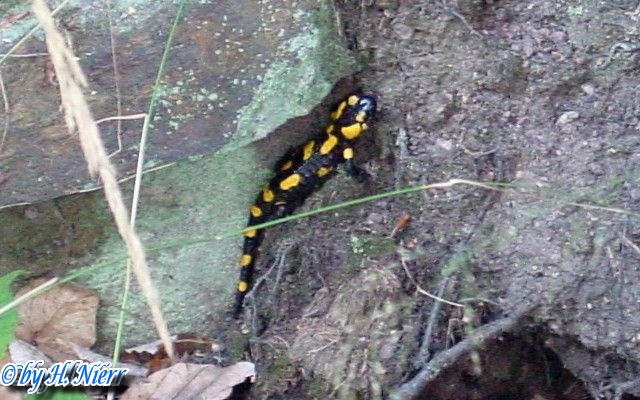 Salamandra salamandra salamandra -  9. Fund
