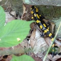 Salamandra salamandra salamandra -  9. Fund