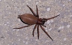 Familie Gnaphosidae (Pocock, 1898)