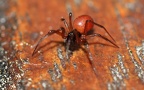 Familie Linyphiidae (Blackwall, 1859)