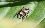 Familie Salticidae (Blackwall, 1842)