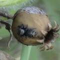 Heliophanus cupreus -  3. Fund (Männchen)