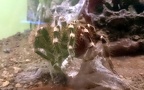 Acanthoscurria geniculata -  1. Fund