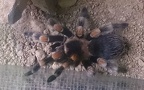Familie Theraphosidae (Thorell, 1870)
