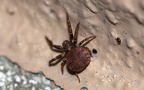 Familie Thomisidae (Sundevall, 1833)