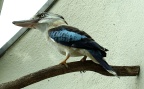 Klasse Aves (Linnæus, 1758)