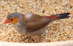 Klasse Aves (Linnæus, 1758)