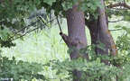 Picus viridis -  4. Fund