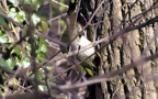 Picus viridis -  9. Fund (Weibchen)