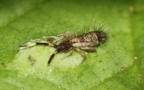 Klasse Collembola (Lubbock, 1870)