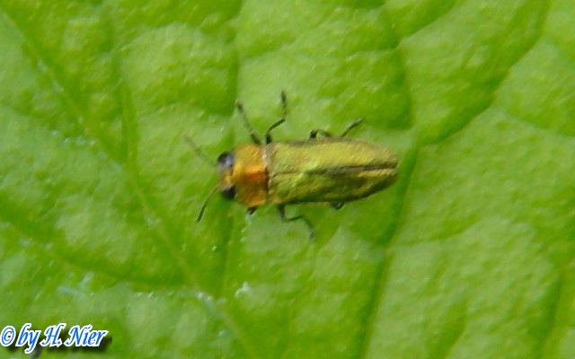 Anthaxia nitidula -  1. Fund (Weibchen)