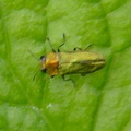 Anthaxia nitidula -  1. Fund (Weibchen)