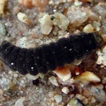 Cantharidae spec. -  2. Larvenfund
