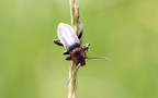 Cantharis fusca -  1. Fund