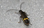 Familie Cantharidae (Imhoff, 1856)