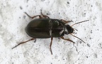 Familie Carabidae (Latreille, 1802)