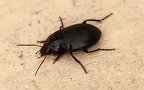 Ordnung Coleoptera (Linnæus, 1758)