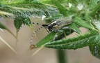 Agapanthia villosoviridescens -  7. Fund