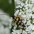 Rutpela maculata -  3. Fund