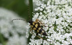 Rutpela maculata -  3. Fund