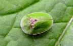 Cassida rubiginosa -  1. Fund
