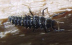 Calvia quatuordecimguttata -  1. Larvenfund