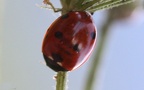 Coccinella septempunctata -  2. Fund
