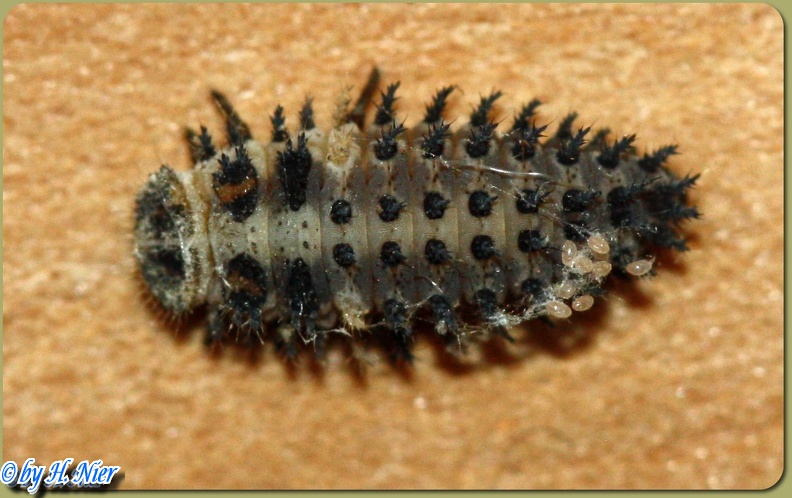 Exochomus quadripustulatus -  1. Larvenfund