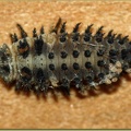 exochomus_quadripustulatus-larve_1a.jpg