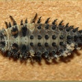 exochomus_quadripustulatus-larve_1b.jpg