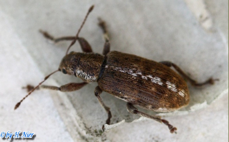Pachyrhinus squamulosus -  1. Fund