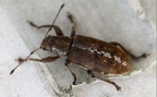 Pachyrhinus squamulosus -  1. Fund