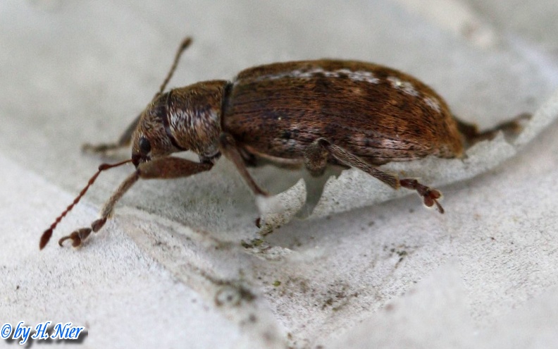 Pachyrhinus squamulosus -  1. Fund