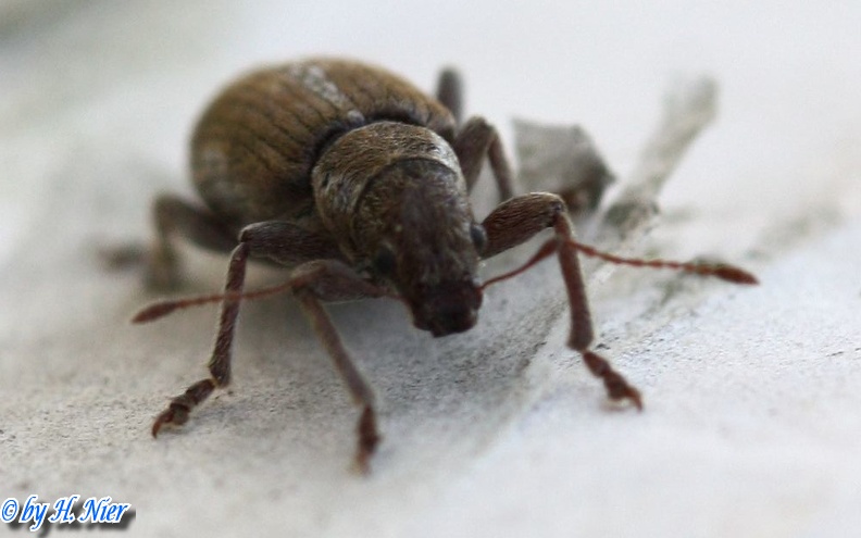 Pachyrhinus squamulosus -  1. Fund