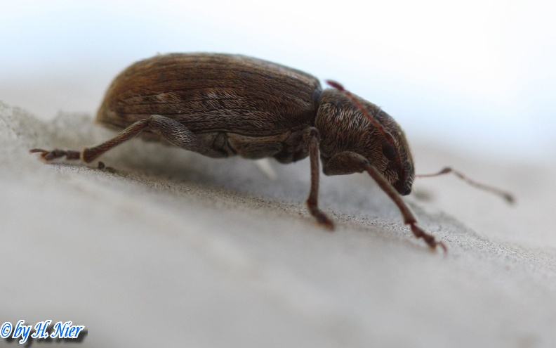Pachyrhinus squamulosus -  1. Fund