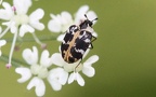 Familie Dermestidae (Latreille, 1804)