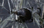 Familie Dytiscidae (Leach, 1815)