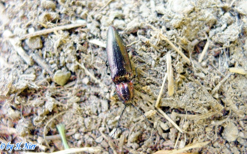 Ctenicera cuprea -  1. Fund (Männchen)