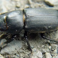 Dorcus parallelipipedus -  3. Fund (Weibchen)