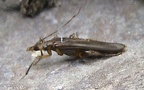 Calopus serraticornis -  1. Fund